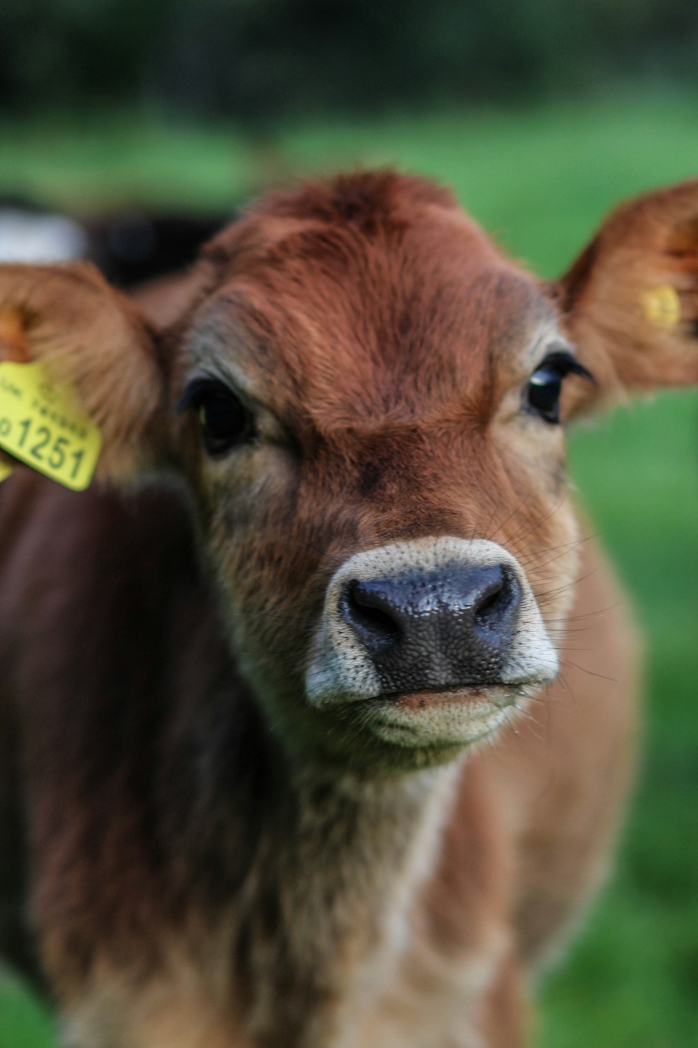 kompaktvegankocheneu-kalb
